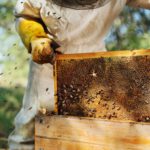 Sicilia riceve 1,3 milioni di euro per sostenere l’apicoltura e la salute delle api