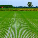 Sicilia: 40 milioni per diversificare le aziende agricole